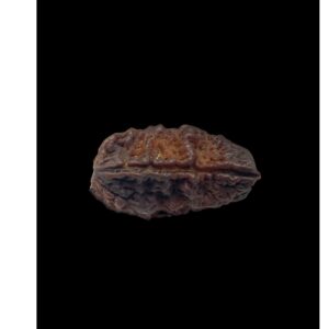 3.45ct cushion brown rudraksha-1-mukhi