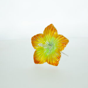Silver Orange Color Hibiscus Flower